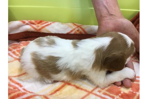 成約済の愛知県のキャバリアキングチャールズスパニエル-31846の1枚目